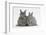 Two Young Domestic Silver Rabbits-Mark Taylor-Framed Photographic Print