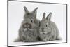 Two Young Domestic Silver Rabbits-Mark Taylor-Mounted Photographic Print