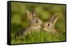 Two young European rabbits, touch noses, Norfolk, UK-Andrew Parkinson-Framed Stretched Canvas