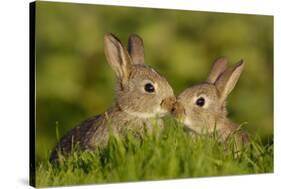 Two young European rabbits, touch noses, Norfolk, UK-Andrew Parkinson-Stretched Canvas