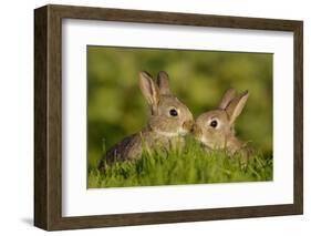 Two young European rabbits, touch noses, Norfolk, UK-Andrew Parkinson-Framed Photographic Print