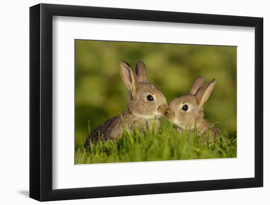 Two young European rabbits, touch noses, Norfolk, UK-Andrew Parkinson-Framed Photographic Print