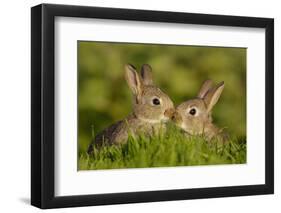 Two young European rabbits, touch noses, Norfolk, UK-Andrew Parkinson-Framed Photographic Print