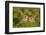 Two young European rabbits, touch noses, Norfolk, UK-Andrew Parkinson-Framed Photographic Print