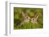 Two young European rabbits, touch noses, Norfolk, UK-Andrew Parkinson-Framed Photographic Print