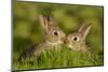 Two young European rabbits, touch noses, Norfolk, UK-Andrew Parkinson-Mounted Photographic Print