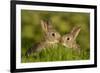 Two young European rabbits, touch noses, Norfolk, UK-Andrew Parkinson-Framed Photographic Print