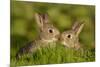 Two young European rabbits, touch noses, Norfolk, UK-Andrew Parkinson-Mounted Photographic Print