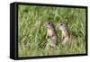 Two Young European Sousliks (Spermophilus Citellus) Alert, Eastern Slovakia, Europe, June 2009-Wothe-Framed Stretched Canvas