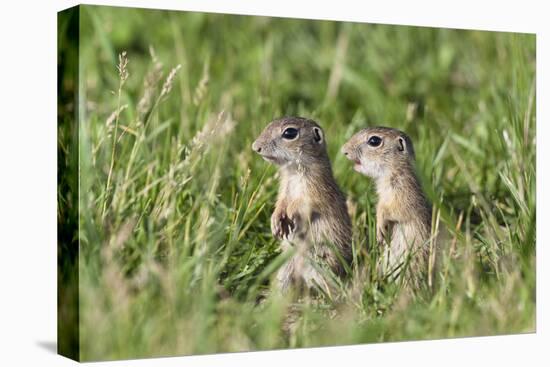 Two Young European Sousliks (Spermophilus Citellus) Alert, Eastern Slovakia, Europe, June 2009-Wothe-Stretched Canvas