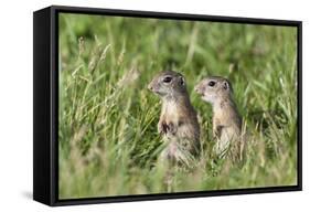 Two Young European Sousliks (Spermophilus Citellus) Alert, Eastern Slovakia, Europe, June 2009-Wothe-Framed Stretched Canvas