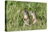 Two Young European Sousliks (Spermophilus Citellus) Alert, Eastern Slovakia, Europe, June 2009-Wothe-Stretched Canvas
