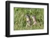 Two Young European Sousliks (Spermophilus Citellus) Alert, Eastern Slovakia, Europe, June 2009-Wothe-Framed Photographic Print