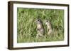 Two Young European Sousliks (Spermophilus Citellus) Alert, Eastern Slovakia, Europe, June 2009-Wothe-Framed Photographic Print