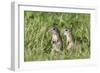 Two Young European Sousliks (Spermophilus Citellus) Alert, Eastern Slovakia, Europe, June 2009-Wothe-Framed Photographic Print