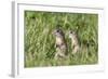 Two Young European Sousliks (Spermophilus Citellus) Alert, Eastern Slovakia, Europe, June 2009-Wothe-Framed Photographic Print