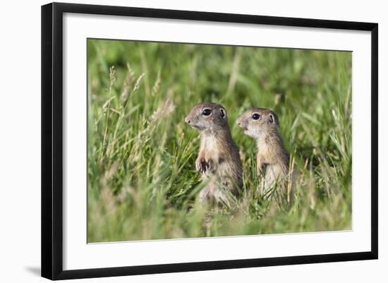 Two Young European Sousliks (Spermophilus Citellus) Alert, Eastern Slovakia, Europe, June 2009-Wothe-Framed Photographic Print