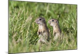 Two Young European Sousliks (Spermophilus Citellus) Alert, Eastern Slovakia, Europe, June 2009-Wothe-Mounted Photographic Print