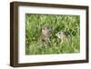 Two Young European Sousliks (Spermophilus Citellus) One Feeding, Eastern Slovakia, Europe, June-Wothe-Framed Photographic Print