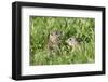 Two Young European Sousliks (Spermophilus Citellus) One Feeding, Eastern Slovakia, Europe, June-Wothe-Framed Photographic Print