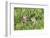 Two Young European Sousliks (Spermophilus Citellus) One Feeding, Eastern Slovakia, Europe, June-Wothe-Framed Photographic Print