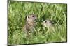 Two Young European Sousliks (Spermophilus Citellus) One Feeding, Eastern Slovakia, Europe, June-Wothe-Mounted Photographic Print