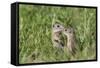 Two Young European Sousliks (Spermophilus Citellus) Touching Noses, Eastern Slovakia, Europe-Wothe-Framed Stretched Canvas