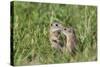 Two Young European Sousliks (Spermophilus Citellus) Touching Noses, Eastern Slovakia, Europe-Wothe-Stretched Canvas