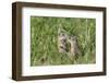 Two Young European Sousliks (Spermophilus Citellus) Touching Noses, Eastern Slovakia, Europe-Wothe-Framed Photographic Print