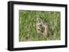 Two Young European Sousliks (Spermophilus Citellus) Touching Noses, Eastern Slovakia, Europe-Wothe-Framed Photographic Print