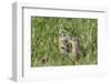 Two Young European Sousliks (Spermophilus Citellus) Touching Noses, Eastern Slovakia, Europe-Wothe-Framed Photographic Print