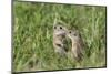 Two Young European Sousliks (Spermophilus Citellus) Touching Noses, Eastern Slovakia, Europe-Wothe-Mounted Photographic Print