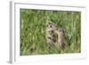 Two Young European Sousliks (Spermophilus Citellus) Touching Noses, Eastern Slovakia, Europe-Wothe-Framed Photographic Print