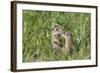 Two Young European Sousliks (Spermophilus Citellus) Touching Noses, Eastern Slovakia, Europe-Wothe-Framed Photographic Print