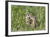 Two Young European Sousliks (Spermophilus Citellus) Touching Noses, Eastern Slovakia, Europe-Wothe-Framed Photographic Print