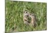 Two Young European Sousliks (Spermophilus Citellus) Touching Noses, Eastern Slovakia, Europe-Wothe-Mounted Photographic Print