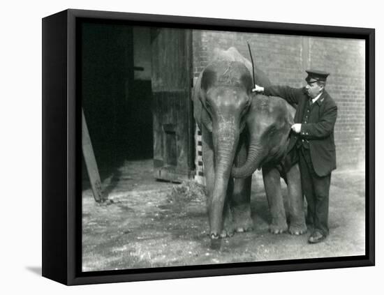 Two Young Female Indian Elephants 'Sundermoni' and 'Sundermalah' with Keeper H. Robertson-Frederick William Bond-Framed Stretched Canvas