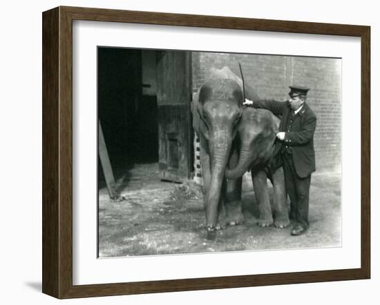 Two Young Female Indian Elephants 'Sundermoni' and 'Sundermalah' with Keeper H. Robertson-Frederick William Bond-Framed Photographic Print