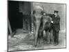 Two Young Female Indian Elephants 'Sundermoni' and 'Sundermalah' with Keeper H. Robertson-Frederick William Bond-Mounted Photographic Print