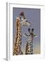 Two Young Giraffes-Peter Blackwell-Framed Art Print