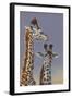 Two Young Giraffes-Peter Blackwell-Framed Art Print