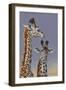Two Young Giraffes-Peter Blackwell-Framed Art Print