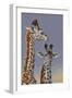 Two Young Giraffes-Peter Blackwell-Framed Art Print