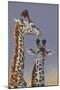 Two Young Giraffes-Peter Blackwell-Mounted Art Print