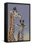 Two Young Giraffes-Peter Blackwell-Framed Stretched Canvas