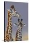 Two Young Giraffes-Peter Blackwell-Stretched Canvas
