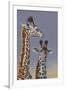 Two Young Giraffes-Peter Blackwell-Framed Art Print