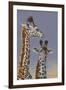 Two Young Giraffes-Peter Blackwell-Framed Art Print