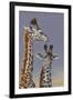 Two Young Giraffes-Peter Blackwell-Framed Art Print