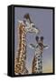 Two Young Giraffes-Peter Blackwell-Framed Stretched Canvas